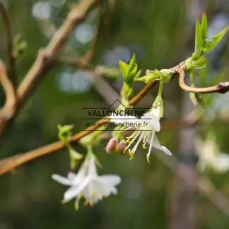 Close-up of the flower of LONICERA fragrantissima