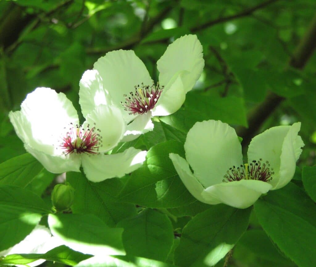 STEWARTIA malacodendron