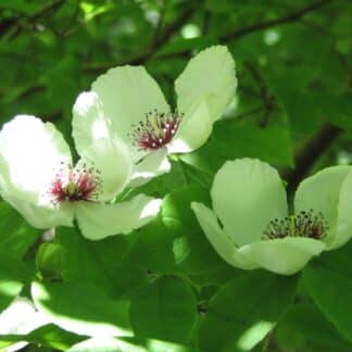 Fleurs blanches du STEWARTIA malacodendron